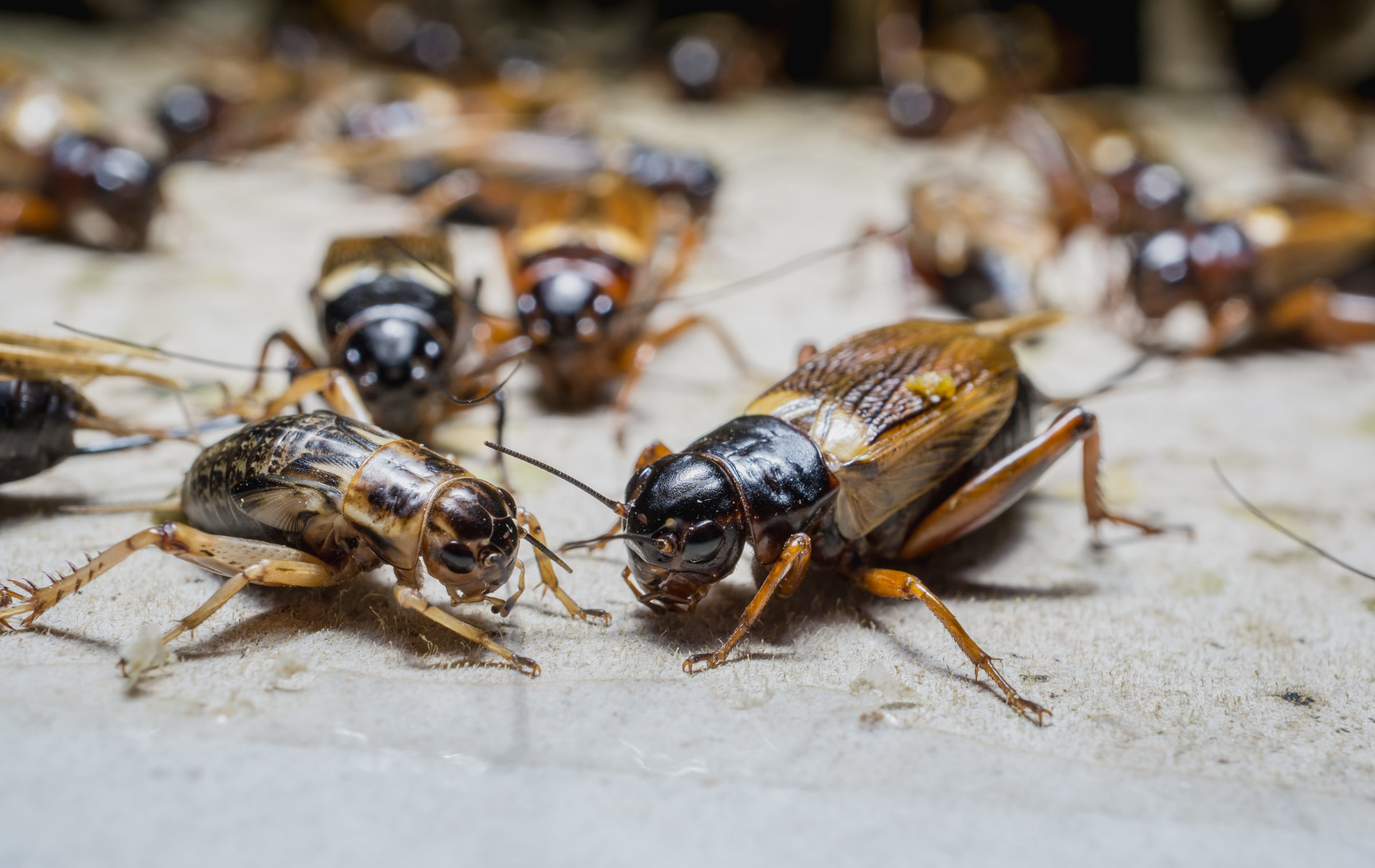 Close,Up,Of,Crickets,In,Farm,,For,Consumption,As,Food